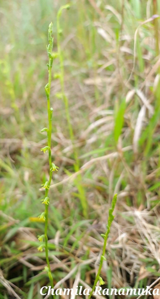 Peristylus cubitalis (L.) Kraenzl.